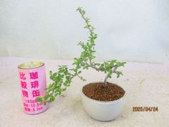 [讃岐屋緑兵衛] カマツカコケモモ 4/24花芽多数 (42854白釉丸鉢)全高：23㎝ 宅配便発送