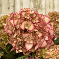 ハイドランジアマクロフィラ　リング　指輪　山田孝之　ダイヤモンド ハイドランジアマクロフィラリング指輪山田孝之ダイヤモンド