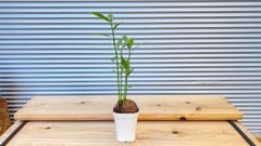 【観葉植物】ケレベラ（ケルベラ）3.5号