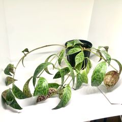 エスキナンサス　マルモラタス