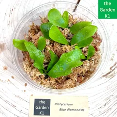 【すー品】ビカクシダアソート P.Hillii Spore #5 〈Yot #5〉【artPLANTs】ビカクシダ