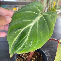 【美株】　フィロデンドロン　グロリオーサム　philodendron gloriosum