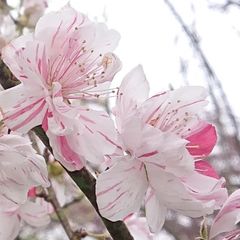 源平桃　花桃　苗木