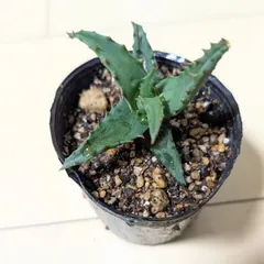 2025年最新】アロエ カスティロニアエの人気アイテム - メルカリ