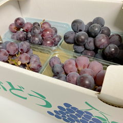 予約販売 ７月下旬以降 国産 九州産 ぶどう 巨峰 約1200g 4房 箱込み【002】  優品  果物  熊本 福岡 葡萄 ブドウ フルーツ 家庭用   きょほう  黒ぶどう クール冷蔵 発送予定 ８月上旬
