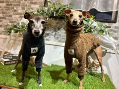 コトリページ　イタグレ服　ハンドメイド trsig1.jpg