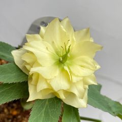 クリスマスローズ　開花株　4号ラベル苗【個体番号B-3】※メルカリ便発送