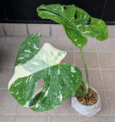 2025年最新】モンステラタイコンステレーションの人気アイテム