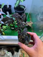 ソラナムウレアナム　パルダリウム
