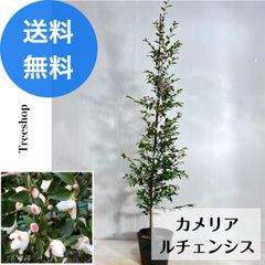 カメリア ルチェンシス【送料無料】椿 ヒメサザンカ 高さ0.9ｍ 幅0.2ｍ 18cmポット苗 盆栽 生垣 常緑 低木 苗木 庭木