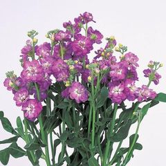 【花の種】ストック　スプレー　カルテットブルーフラッシュ　0.5ｍｌ　約130粒