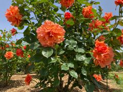 d'un a dix アナディス チェスターコート アウター ピンク オレンジ