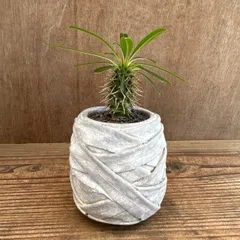 パキポディウム ラメリー ② 現品 Pachypodhium lamerei パキポジウム パキポジューム ラメレイ マダガスカル・パーム 夢叶棒 観葉植物 観葉 植物 珍奇植物 珍奇 珍しい レア 希少 塊根植物 塊根 コーデックス インテリア プレゼント