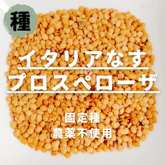 【種】イタリアナス　プロスペローザ　農薬不使用　30粒