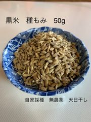 「黒米　種籾　50g +α」自家採種　自然栽培　無農薬　天日干し