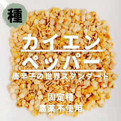 【種】カイエンペッパー　とうがらし　農薬不使用　20粒