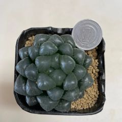 多肉植物　ハオルチア　ドドソン紫　抜き苗　根付き