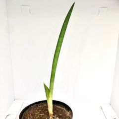 サンスベリア　スタッキー
