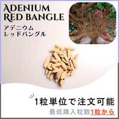 【種子】アデニウム レッド バングル  / セット割あり 数量1粒から購入OK