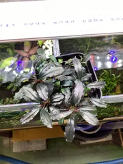 2025年最新】ブセファランドラsp.ghostの人気アイテム - メルカリ