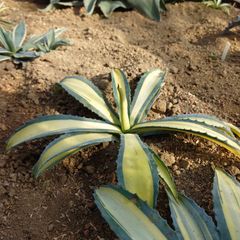 アガベ　アメリカーナ　メディオピクタゴールド　直径約38㎝　AGAVE
