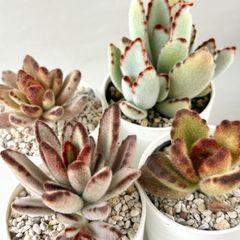 【多肉植物】ふわふわカランコエセット