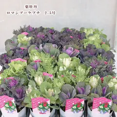 商品名【寿】華やか！♥小春牡丹のお正月スワッグリース　冬リース 商品名【寿】華やか！♥小春牡丹のお正月スワッグリース 冬リース