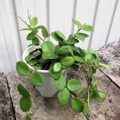 2025年最新】ホヤの人気アイテム - メルカリ