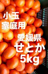 愛媛県産　家庭用　せとか　柑橘　　5kg
