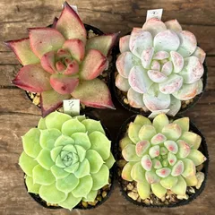 2025年最新】エケベリアセットの人気アイテム - メルカリ