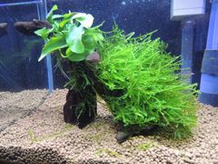 358．流木付き水草 アヌビアスナナ 南米ウィローモス