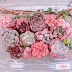 多肉植物 寄せ植えset mini♡1184