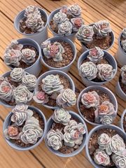 多肉植物 クリスペートビューティー二枚目出品苗 抜き苗 - メルカリ