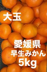 愛媛県産　大玉　早生みかん　みかん　5kg