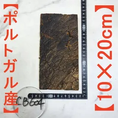 2025年最新】コルク樹皮 ビカクシダの人気アイテム - メルカリ