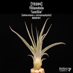ケ*ン様 T. ehlersiana x chiapensis - メルカリ