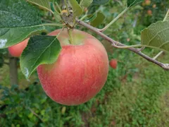 今でもパリパリ食感！『シナノスイート』ご家庭用秀品約3kg☆スマートフレッシュ処理☆安心のクール便発送