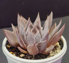 エケベリア 原種クライギアナ チワワ その4　craigiana chuahua  ケーレス実生苗 月曜or火曜日発送
