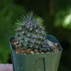 コピアポア　FNつき　実生11種類セット　各1苗ずつ コピアポア FNつき 実生11種類セット 各1苗ずつ