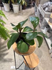 ペペロミア　オブツシフォリア① 3.5号　鉢底か約26cm 9月17日撮影現品　豊中市より出品　まとめて依頼歓迎