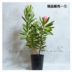 プロテア：スペシャルピンクアイス【現品⑤】（6号）プロテア苗　ネイティブプランツ プロテア スペシャルピンクアイス【花苗 6号鉢／1個売り