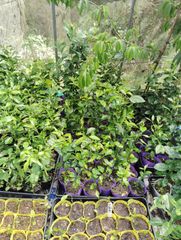 秋月 梨の苗木 4年 1.3メートル 果樹 鉢植え - メルカリ