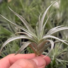 ミニ株＊チランジア ドゥラティ Tillandsia duratii