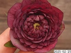 花1ガク0蕾1 開花株4号 揃い花弁 ”重ね咲”吉田多弁交配 吉田園芸生産 千重咲 超多弁 クリスマスローズ0225008