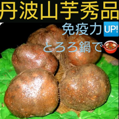 🌟新芋🌟🉐丹波山芋秀品5個入り🉐