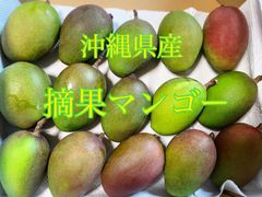 沖縄県産　摘果マンゴー　1キロ