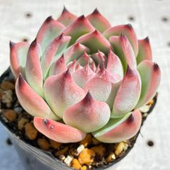 桃太郎　多肉植物　エケベリア
