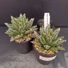 K174【自社養生株】アガベ　ササノユキ　2株セット（発根株・鉢植え）【多肉植物J】