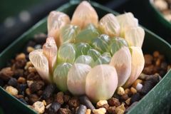 多肉植物 ハオルチア オブツーサＮＯ13
