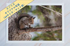 【エゾリス-2】オリジナル写真プリント（マット紙・A4サイズ）【野生動物】
